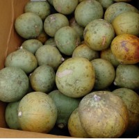 Bael fruit (Bilwa or Stone Apple)